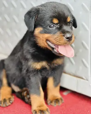 1-3 months Male Purebred Rottweiler