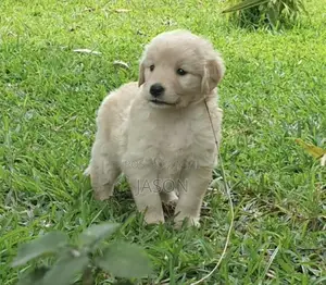 1-3 months Male Purebred Golden Retriever