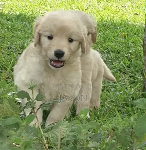 1-3 months Male Purebred Golden Retriever