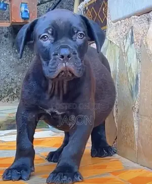 1-3 months Male Purebred Boerboel