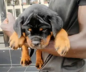 3-6 months Female Purebred Rottweiler