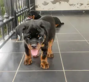 1-3 months Male Purebred Rottweiler