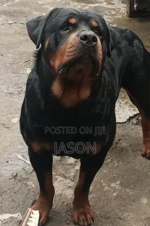 1+ year Male Purebred Rottweiler