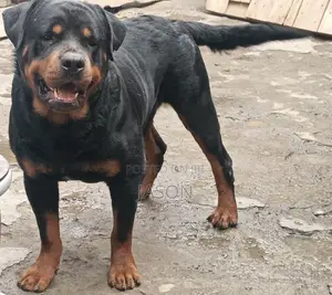 6-12 months Male Purebred Rottweiler