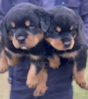 1-3 months Male Purebred Rottweiler