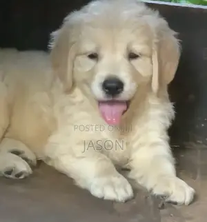 1-3 months Male Purebred Golden Retriever