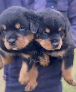 1-3 months Female Purebred Rottweiler