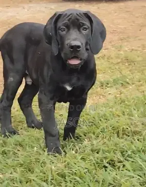 6-12 months Female Purebred Boerboel