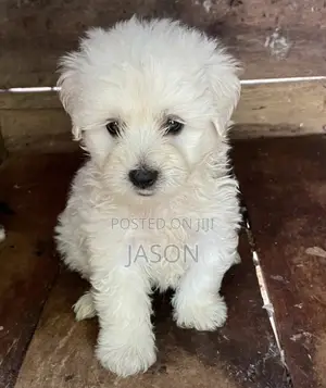 1-3 months Male Purebred Maltese