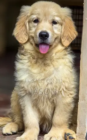 3-6 months Male Purebred Golden Retriever