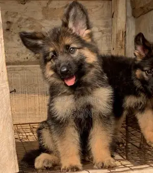 1-3 months Male Purebred German Shepherd