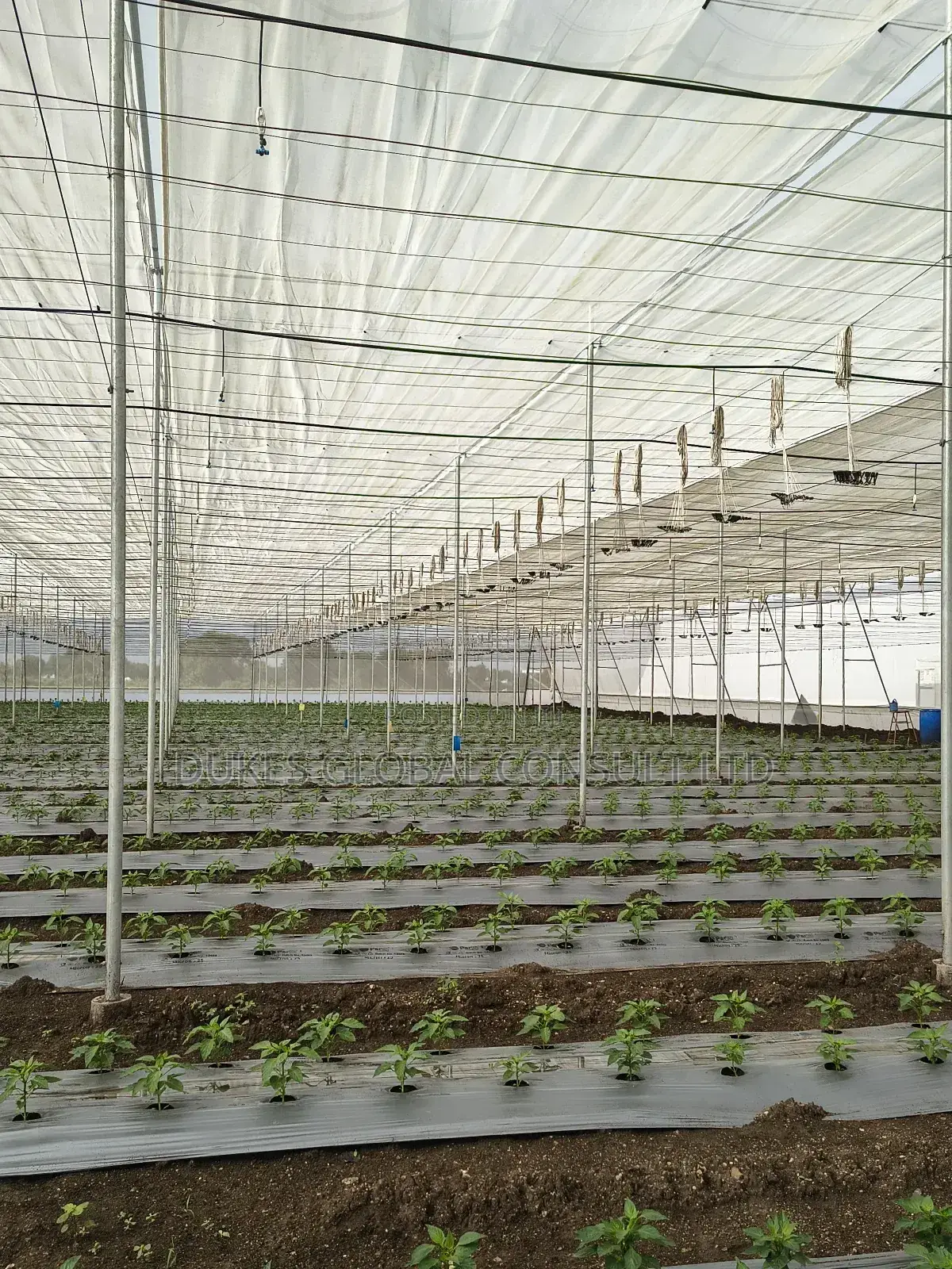 Greenhouse.