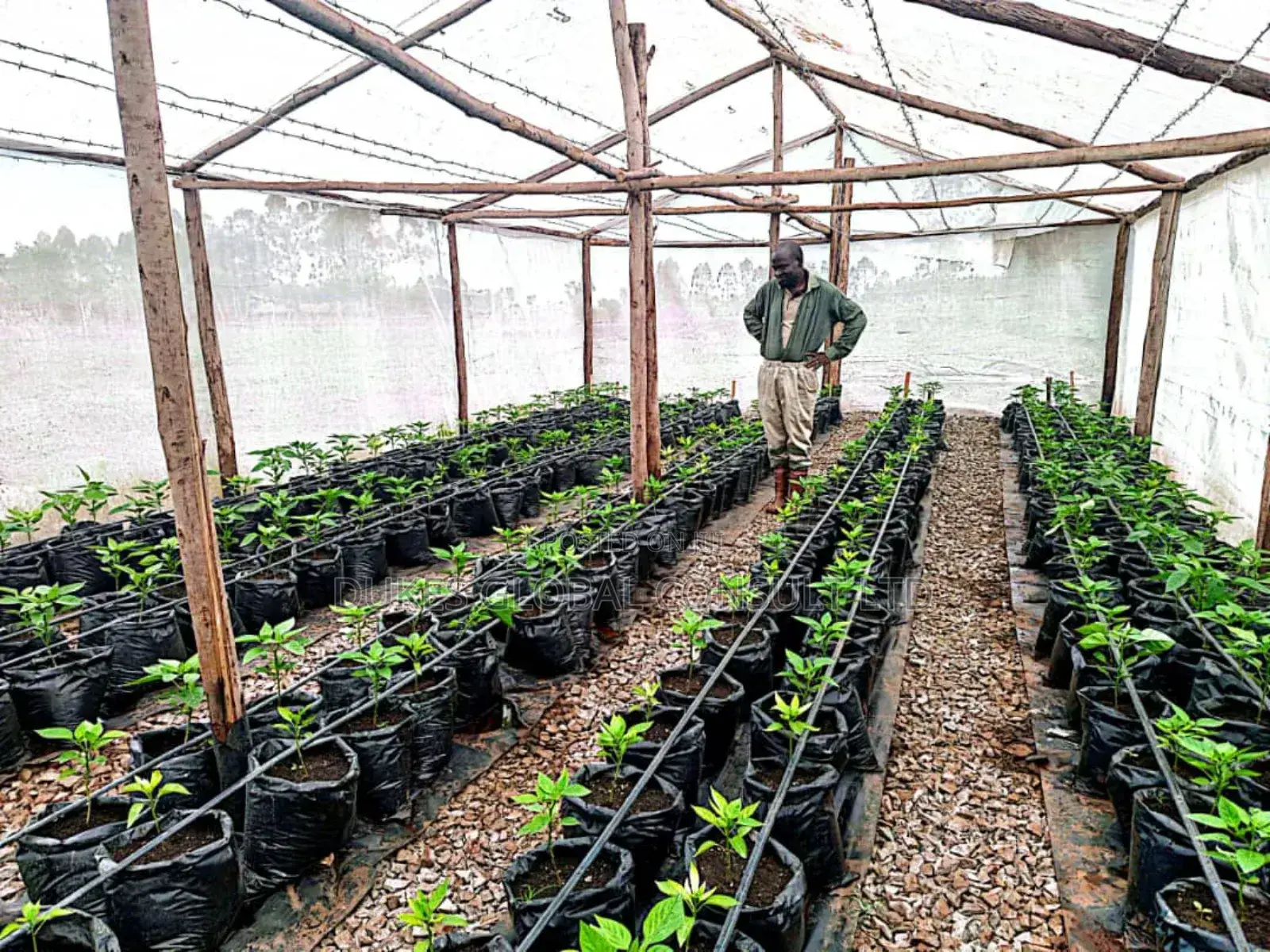 Greenhouse.