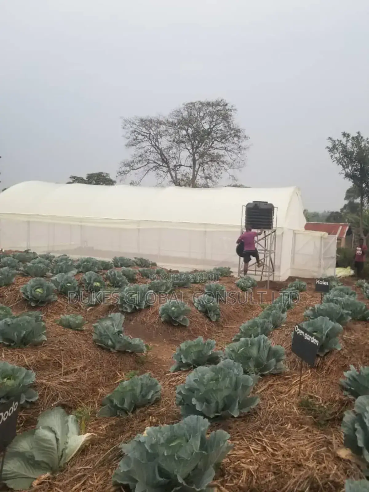 Greenhouse.
