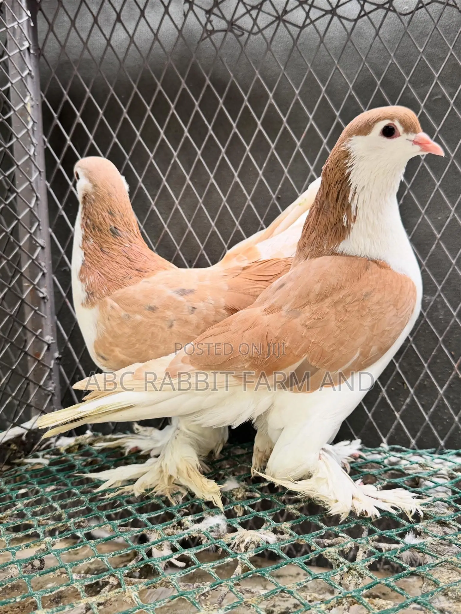 Lahore Pigeons