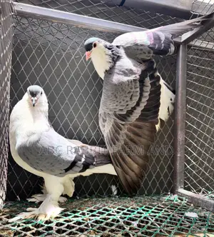 Lahore Pigeons