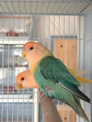 Parrots Available Trained