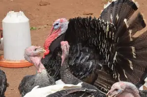Females and Make Turkeys