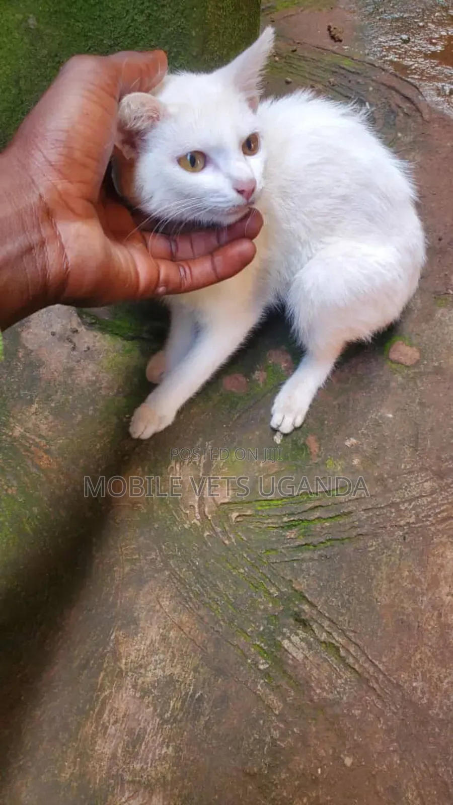 3-6 months Female Purebred Exotic