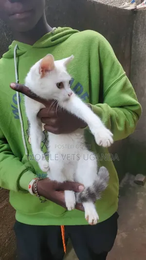 1-3 months Male Purebred Siamese