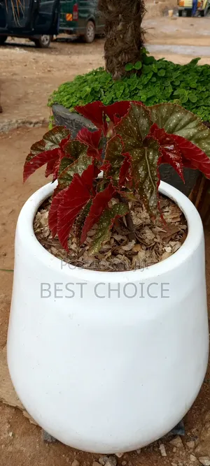 Amazing Flowers and Plants Rooted in Quality, Blooming With Love