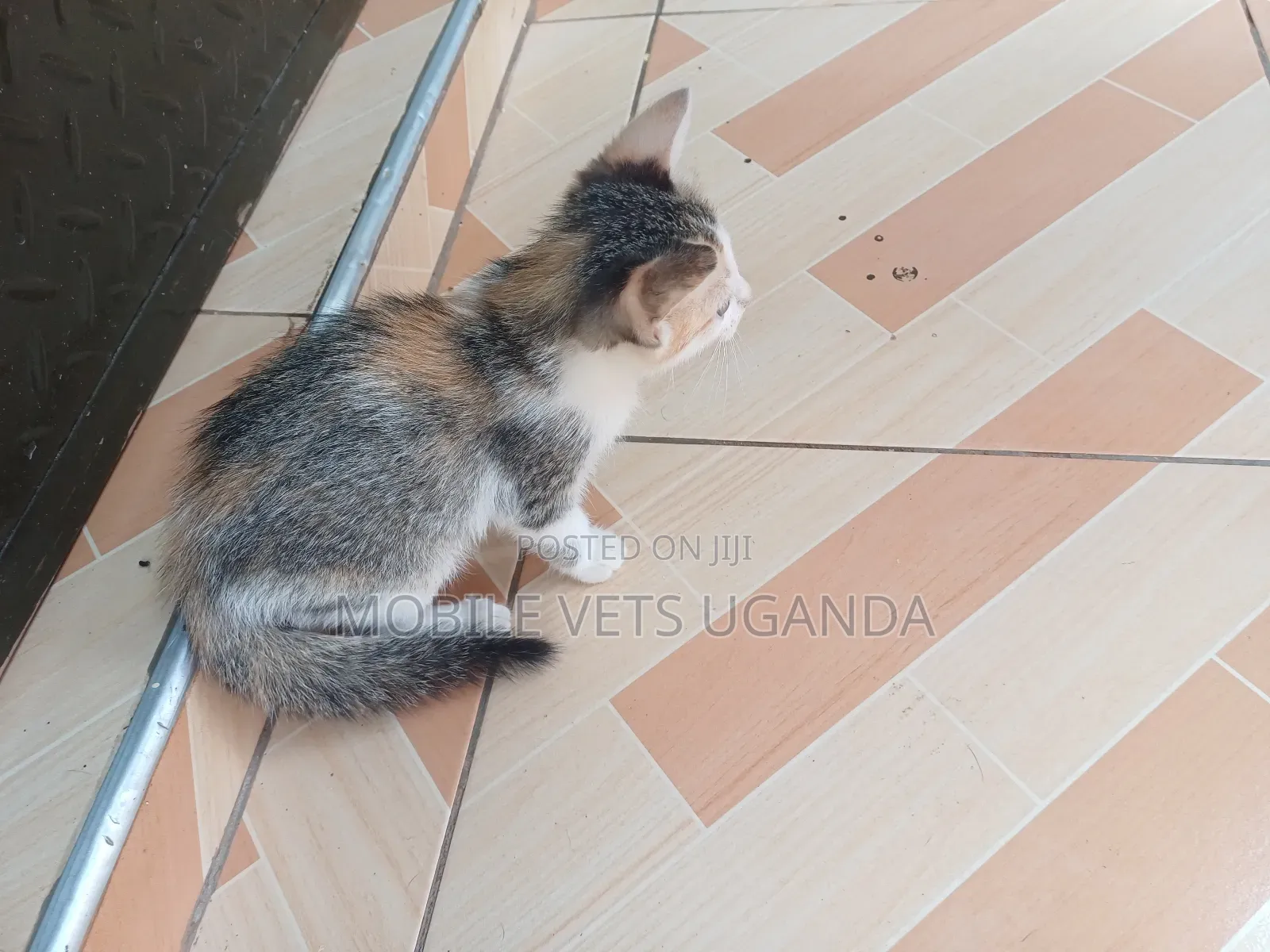 1-3 months Male Purebred Birman