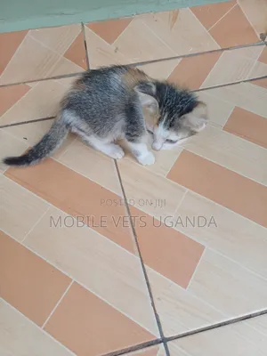 1-3 months Female Purebred Cymric