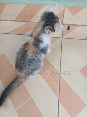 3-6 months Male Purebred Manx