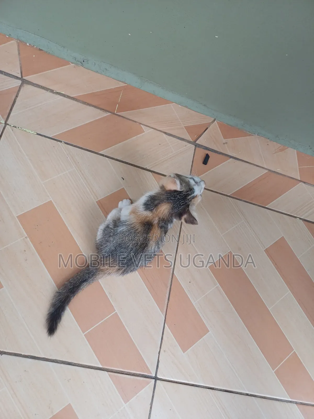 1-3 months Female Purebred Selkirk Rex