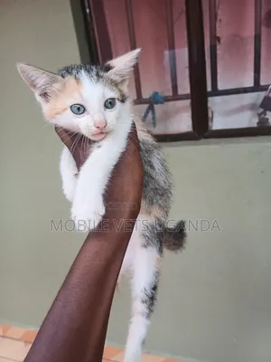 0-1 month Male Purebred Chartreux