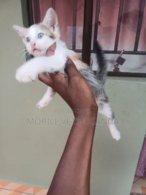 0-1 month Female Purebred Korat