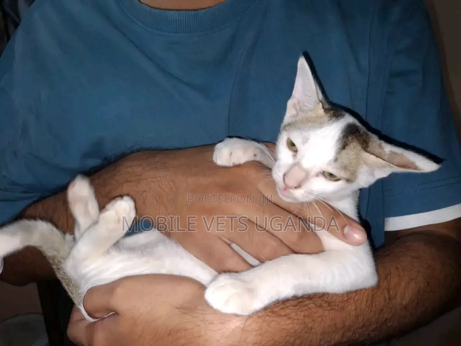 1-3 months Male Purebred Bengal