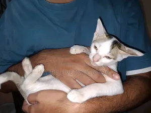 1-3 months Male Purebred Bengal