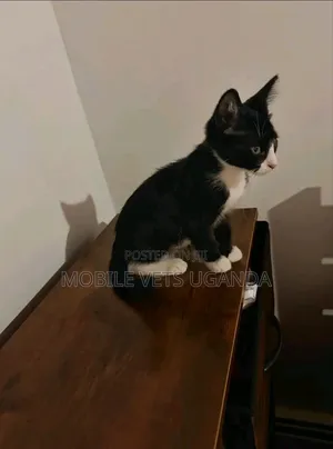 1-3 months Male Purebred British Shorthair