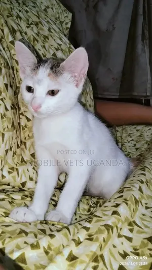 0-1 month Male Purebred Tonkinese