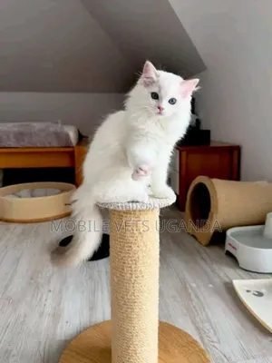1-3 months Male Purebred American Shorthair