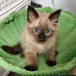 0-1 month Female Purebred Egyptian Mau