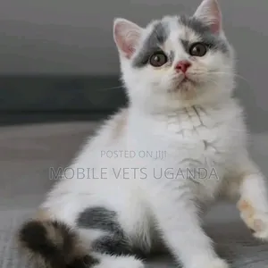 0-1 month Female Purebred British Shorthair