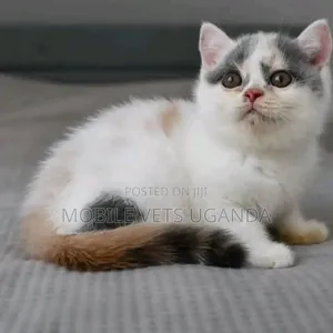 1-3 months Male Purebred British Shorthair