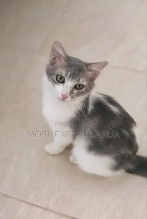 0-1 month Male Purebred Exotic