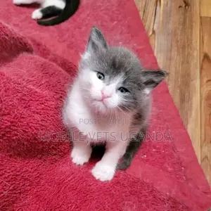 0-1 month Male Purebred Ragdoll