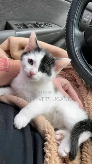1-3 months Female Purebred Burmilla