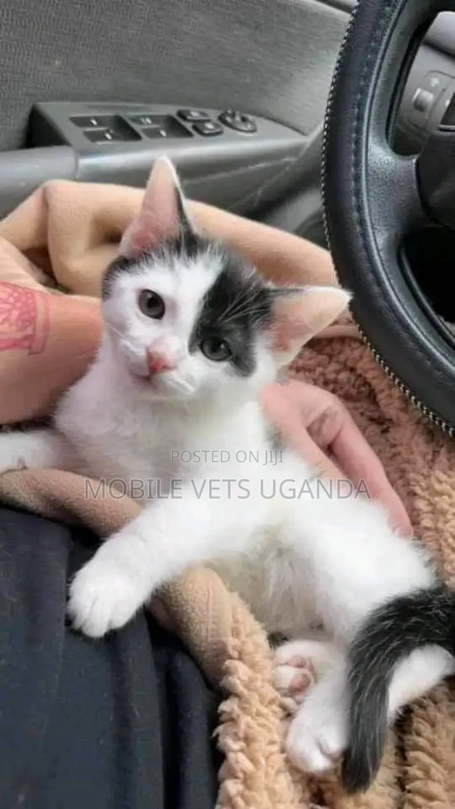 1-3 months Female Purebred Burmilla