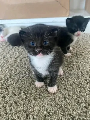 0-1 month Female Purebred Nebelung