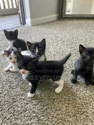 0-1 month Female Purebred Savannah