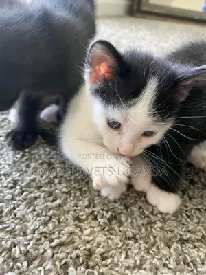 1-3 months Female Purebred Bombay
