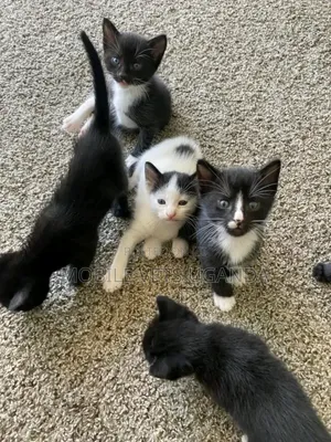 1-3 months Male Purebred American Wirehair