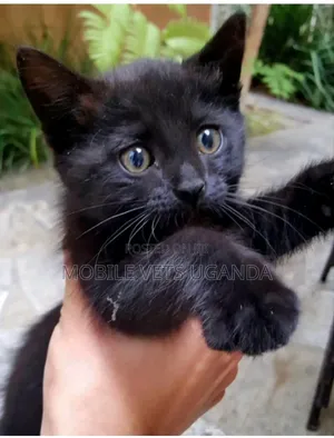 0-1 month Male Purebred LaPerm