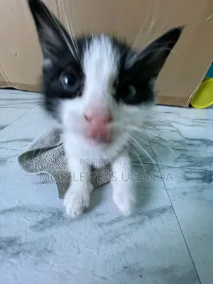 0-1 month Male Purebred Exotic