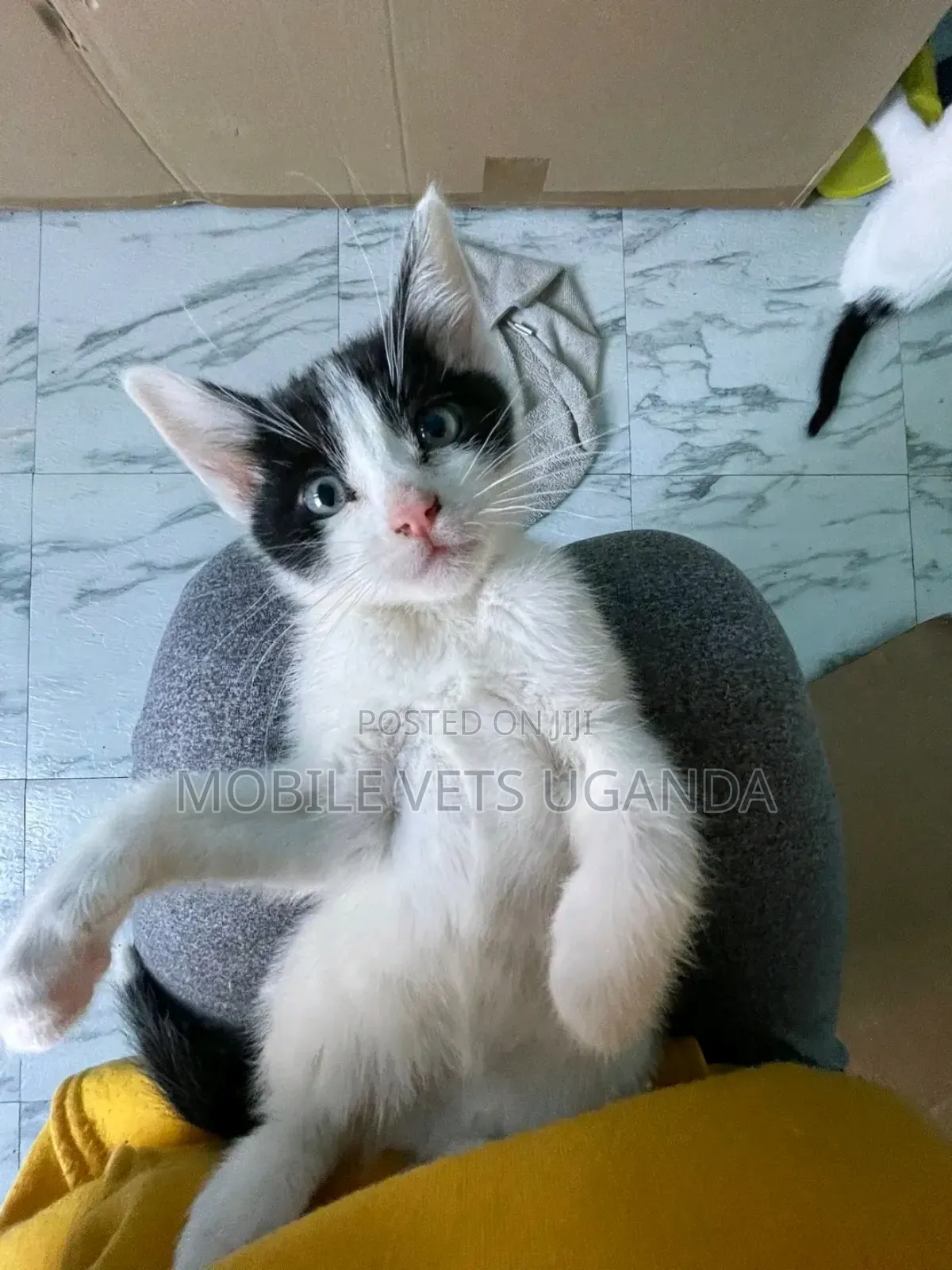 0-1 month Male Purebred Tabby